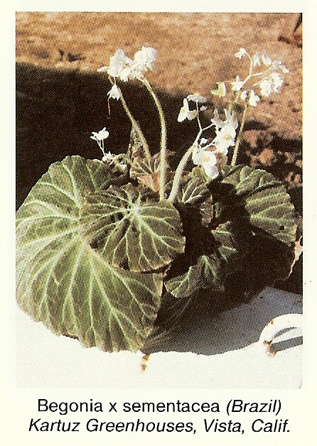 B. sementacea
